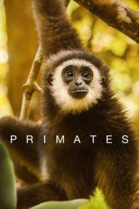 primates poster